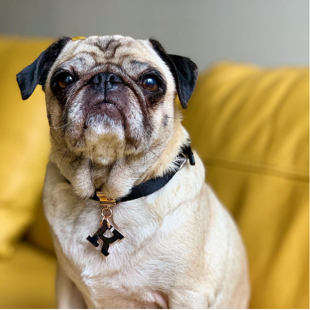 Treat your pup on National Dog Day thanks to brklz.