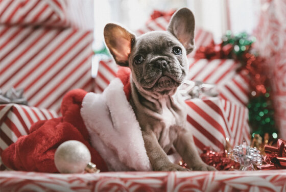 How to Protect Your Home During the Holidays