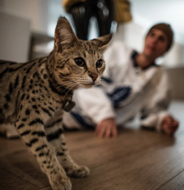 Sandra Lee finds Justin Bieber’s missing cat